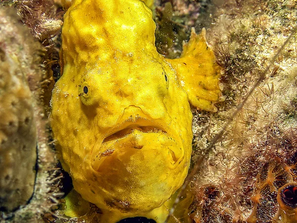 Frogfishi Een Straalvinnige Vissensoort Uit Familie Van Zeebaarzen Antennariidae — Stockfoto