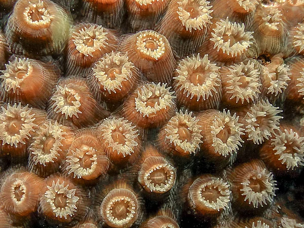 Coral Reef Carbiiean Zee Montastraea Cavernosa Grote Sterren Koraal Star — Stockfoto