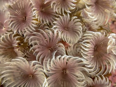 Mercan Carbiiean denizde