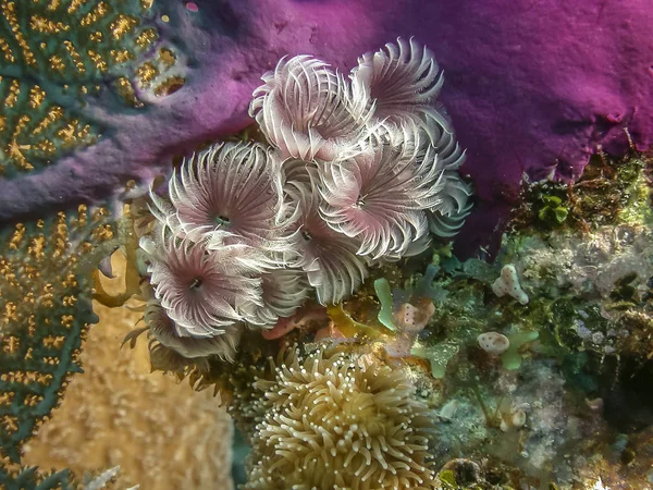 Coral Reef Carbiiean Zee — Stockfoto