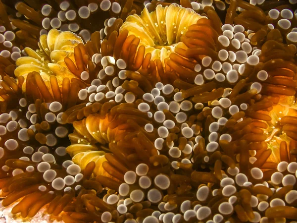 Korallenriff Karbiischen Meer — Stockfoto