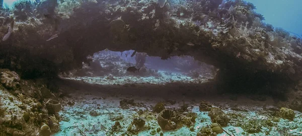 Récif Corallien Dans Grotte Mer Des Carbes Nager Dans Panoramique — Photo