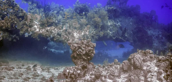 Arrecife Coral Cueva Del Mar Carbiean Nadar Través Panorámica —  Fotos de Stock