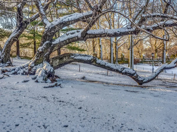 Central Park Nowym Jorku Śniegu Stown Rano — Zdjęcie stockowe