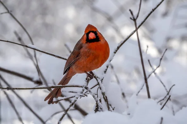 北红衣主教 Cardinalis Cardinalis 是北美洲鸟在 Cardinalis 它也知道口语作为红或共同的主教 — 图库照片