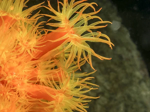 Tubastrea 太陽のサンゴや太陽ポリープは門刺胞動物でのサンゴの属です それは家族の Dendrophylliidae のカップ サンゴです — ストック写真