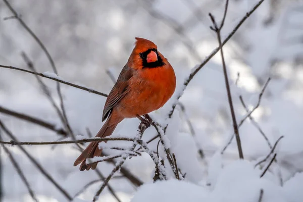 北红衣主教 Cardinalis Cardinalis 是北美洲鸟在 Cardinalis 它也知道口语作为红或共同的主教 — 图库照片