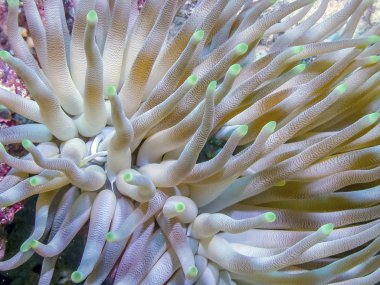 Condylactis Anemone Condylactis kızgözü, olarak da bilinen dev altın anemon çiçeği,
