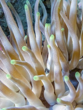 Condylactis Anemone Condylactis kızgözü, olarak da bilinen dev altın anemon çiçeği,