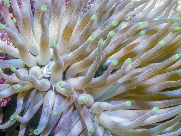 Condylactis Anemone Condylactis Gigantea Известный Giant Golden Anemone — стоковое фото