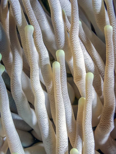 Гігантський Condylactis Anemone Condylactis Також Відомий Гігантські Золотий Anemone — стокове фото
