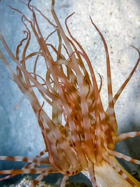 Tube Dwelling Anemones Ceriantharians Coast Turk Caios Islandsl — Stock Photo, Image