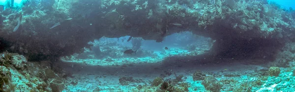 Korálové Zahrady Karibiku Tunelu Nebo Plavat — Stock fotografie