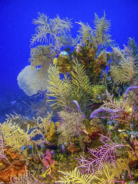 Coral Garden Karibien — Stockfoto