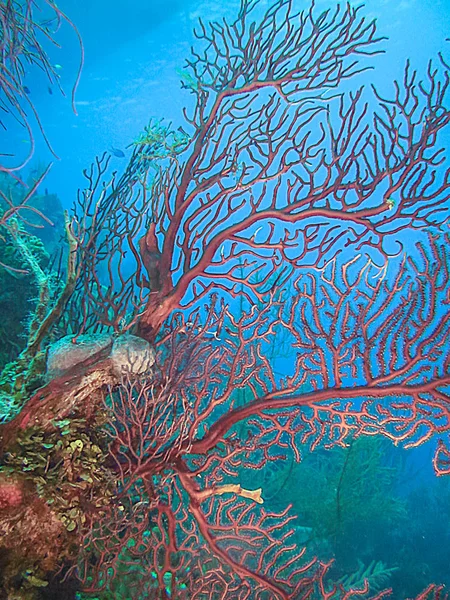 Coral Garden Västindien Röd Djuphavsräka Gorgonian Diodogorgia Nodulifera — Stockfoto