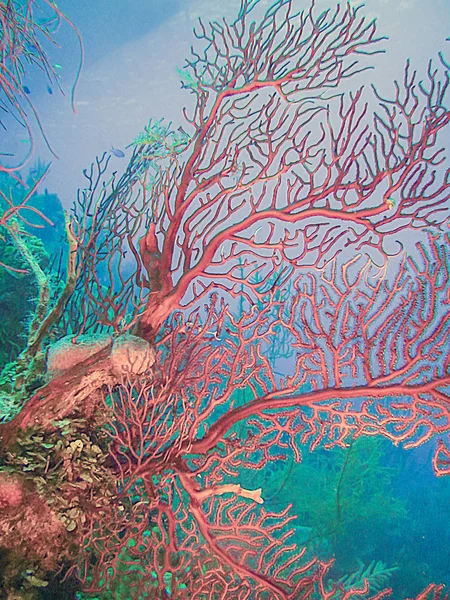 Karayip Kırmızı Derin Deniz Gorgonian Diodogorgia Nodulifera Mercan Bahçe — Stok fotoğraf