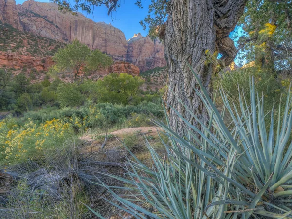 Zion National Park Parque Nacional Americano Localizado Sudoeste Utah Perto — Fotografia de Stock