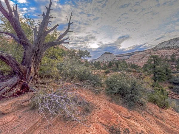 Zion Nemzeti Park Egy Amerikai Nemzeti Park Délnyugati Utahban Közelében — Stock Fotó