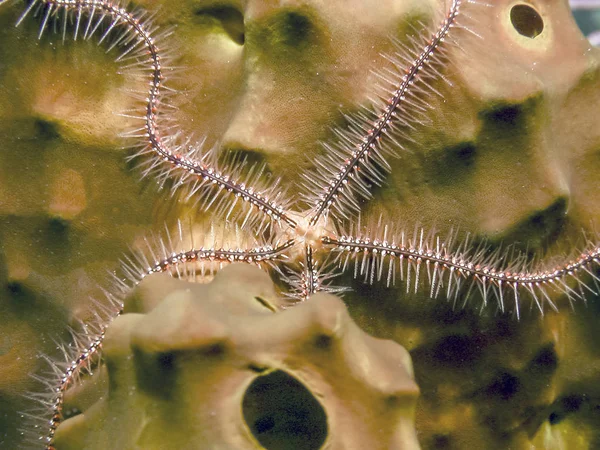 Běžná Křehká Hvězda Ofiura Ophiura — Stock fotografie