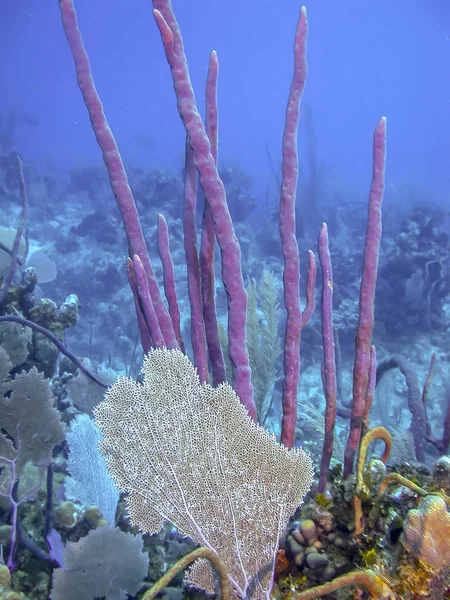 Barriera Corallina Largo Della Costa South Caicos Nella Carribean — Foto Stock