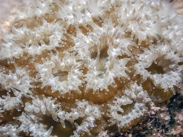 Montastraea Genus Colonial Stony Coral Found Caribbean Seas Night Fully — Stock Photo, Image
