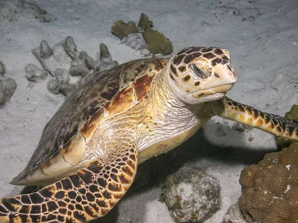 Groene Zeeschildpad Chelonia Mydas Ook Bekend Als Soepschildpad Uit Kust — Stockfoto
