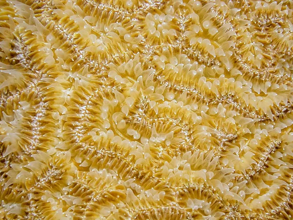 Diploria Labyrinthiformis Grooved Brain Coral — Stock Photo, Image