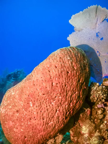 Coral Haven Caribien Med Stor Elefant Øre Svamp - Stock-foto