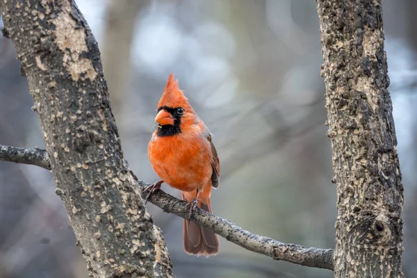 Northern Cardinal Cardinalis Cardinalis Jest Ptakiem Rodzaju Cardinalis Jest Również — Zdjęcie stockowe