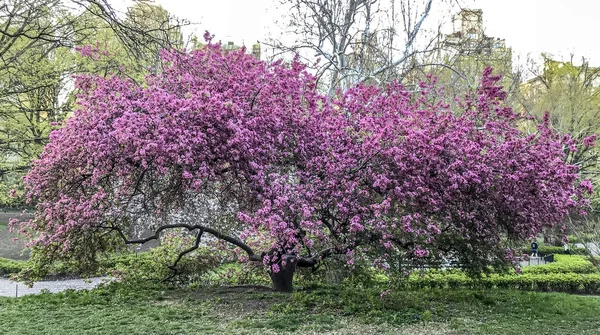 春天在纽约市曼哈顿中央公园 — 图库照片