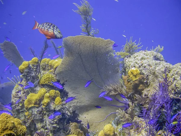 加勒比南凯科斯海岸的珊瑚礁 — 图库照片