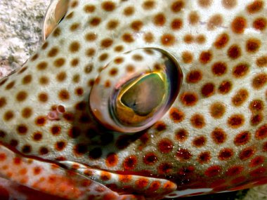 Kırmızı koon veya şanslı Gruplayıcı olarak da bilinen hind, Epinephelus guttatus,