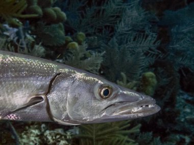 Barracuda büyük boy, korkunç görünümünü ve vahşi davranış için bilinen bir ray kanatlı bir balıktır. 