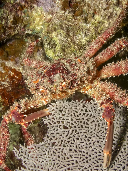 Mithrax Spinosissimus Cannel Cliinging Cangrejo Por Noche Coral Ree — Foto de Stock