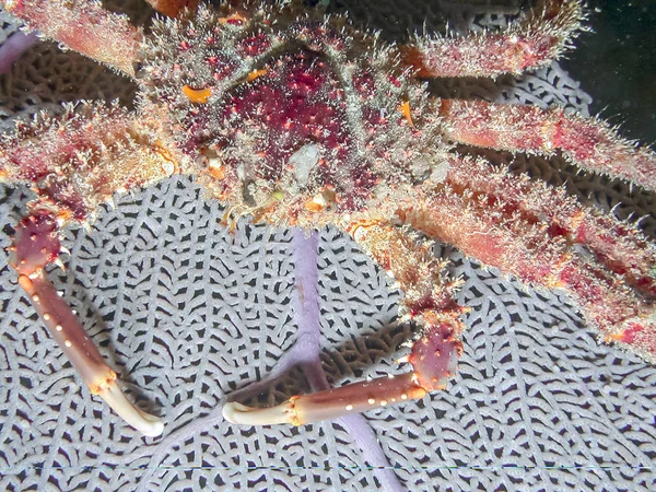 Cannel Cliinging Mithrax Spinosissimus Yengeç Gece Mercan Ree Üzerinde — Stok fotoğraf