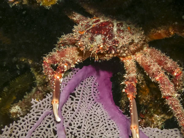 Mithrax Spinosissimus Cannel Cliinging Crab Night Coral Ree — Stock Photo, Image