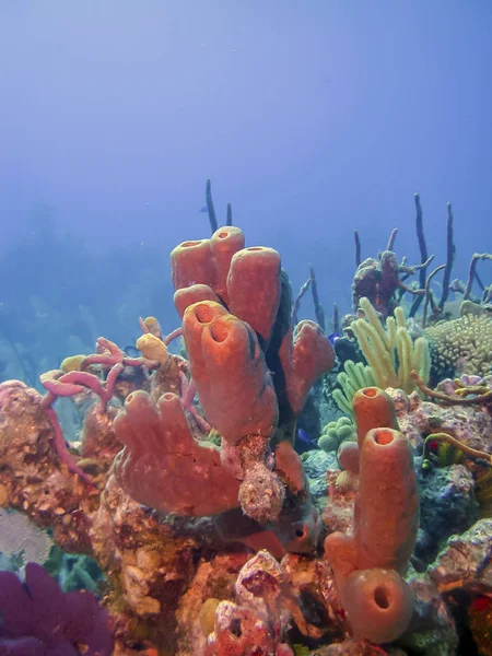 Jardín Coral Arrecife Frente Costa Del Sur Caicos —  Fotos de Stock