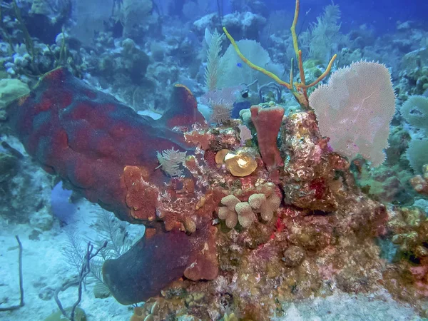 Ogrody Koralowe Rafy Wybrzeży Południowej Caicos — Zdjęcie stockowe