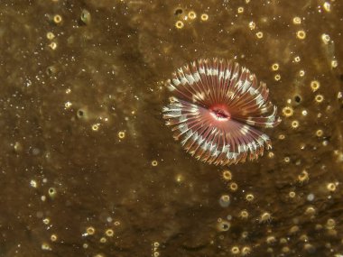 Sabellidae, tüy silgi solucanlar sedanter deniz deniz halkalı solucanları tüp solucanları bir aileyiz