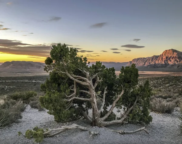 Área Nacional Conservación Del Cañón Red Rock Nevada — Foto de Stock