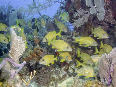 mavi çizgili homurtu, Haemulon sciurus veya bluestriped o sevimsiz, subtropikal familyasına ait bir homurtu Batı Atlantik Okyanusu yerli.