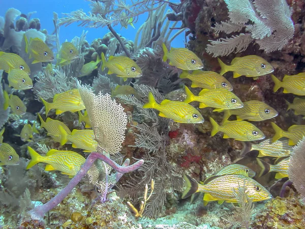 Grognement Rayé Bleu Haemulon Sciurus Grognement Bleu Est Une Espèce — Photo