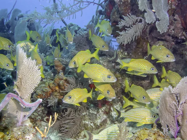 Mavi Çizgili Homurtu Haemulon Sciurus Veya Bluestriped Sevimsiz Subtropikal Familyasına — Stok fotoğraf