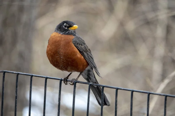 Amerikai Robin Turdus Hörcsög Egy Vándorló Songbird Nemzetség Igazi Rigó — Stock Fotó