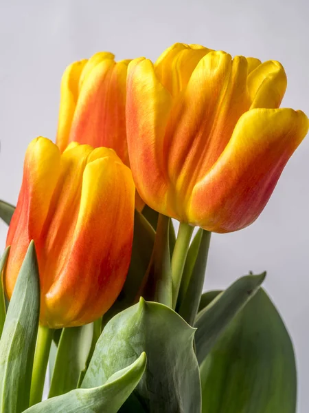 Tulips Tulipa Form Genus Spring Blooming Perennial Herbaceous Bulbiferous Geophytes — Stock Photo, Image