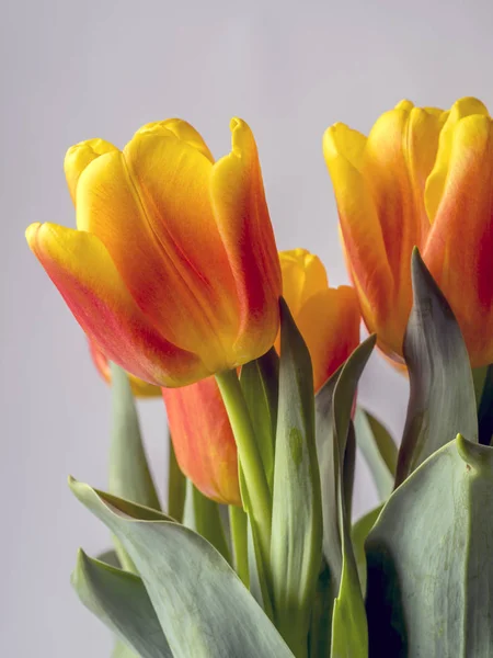Тюльпаны Tulipa Образуют Род Весенне Цветущих Травянистых Луковичных Геофитов — стоковое фото