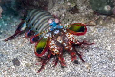 Tavus kuşu Peygamber devesi karidesi bilinen Odontodactylus scyllarus, büyük bir peygamber devesi karides mi