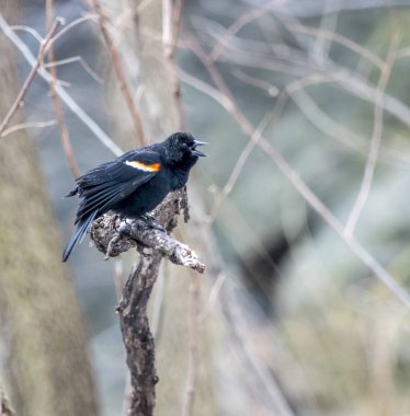 Kırmızı kanatlı karatavuk, Agelaius Phoeniceus, Icteridae familyasından bir kuş türü.