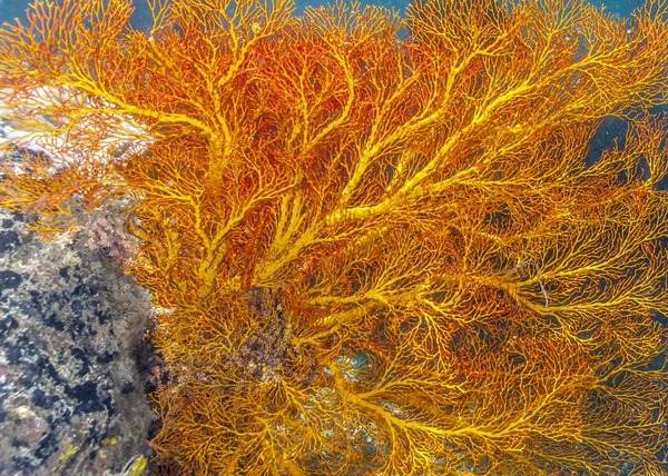 Rosso Gorgoniano Acqua Profonda Cappotto Bali — Foto Stock