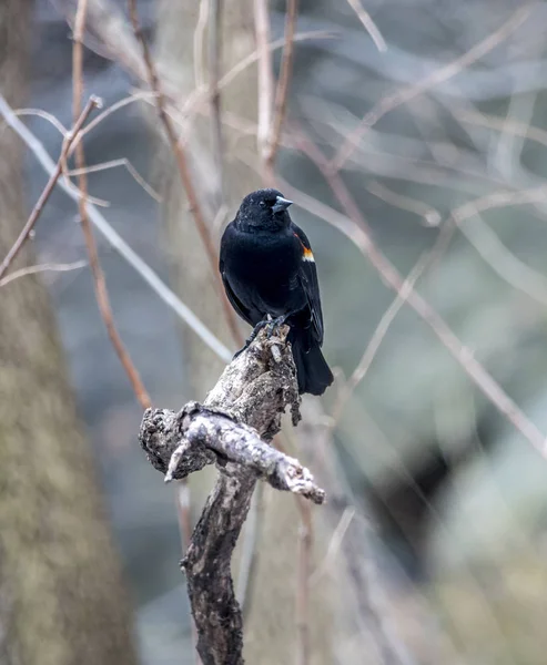 Agelaius Phoeniceus Una Especie Ave Paseriforme Familia Icteridae — Foto de Stock